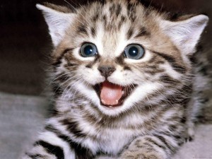cats-hd-wallpapers-200