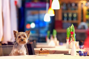 dog-cafe-4-1050x700