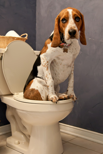 Dog sitting on toilet
