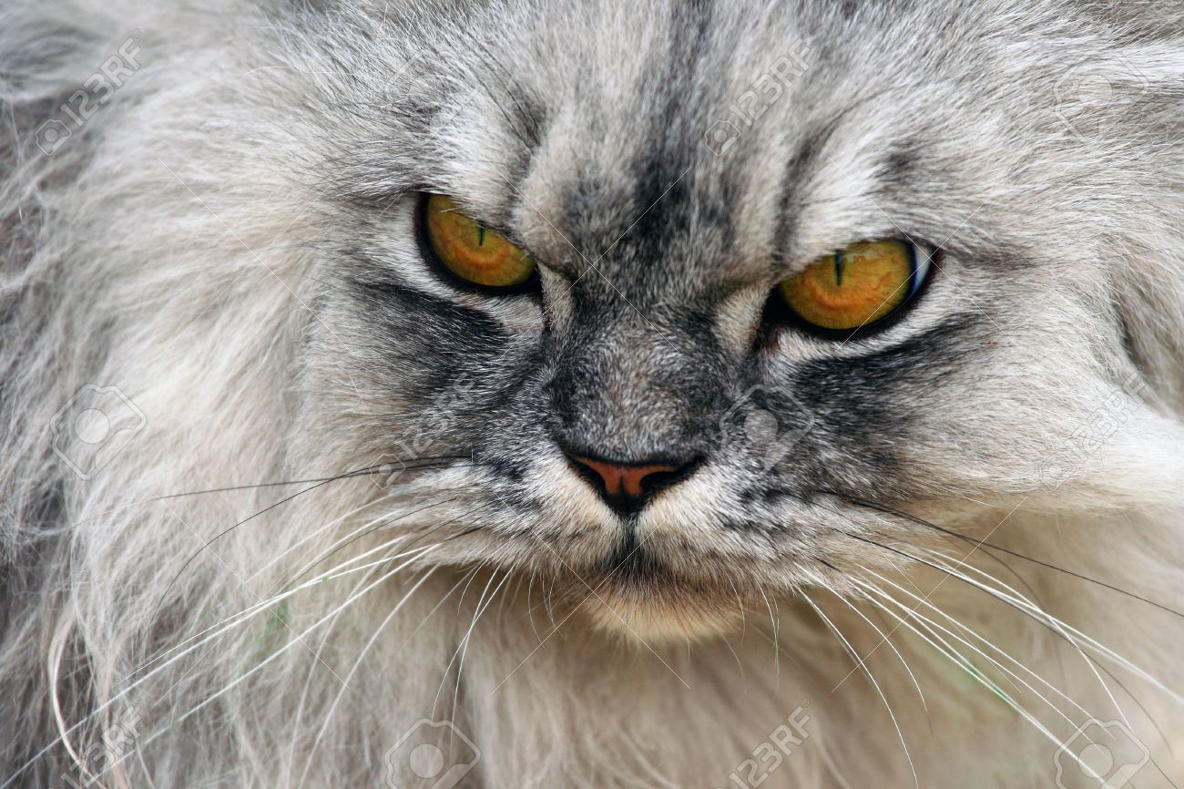 3084598-a-photo-of-an-angry-cat-stock-photo