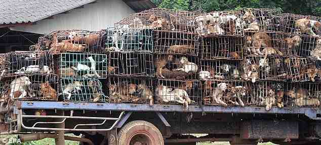 burmesedogsforchineserestaurants-dogtruck