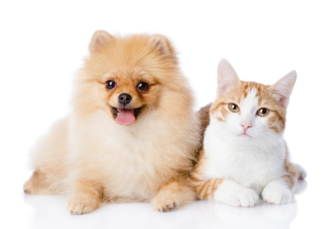 pomeranian-cat-1