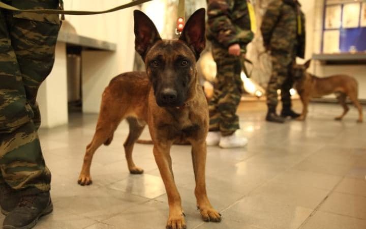 js114773950_barcroft-media_south-korean-researchers-hand-over-cloned-dogs-to-yakutsk-dog-handlers-large_transek9vkm18v_rkiph9w2gmnpphkrvugymkltqq96r_vp8